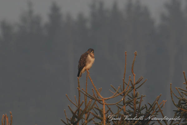 Buizerd7