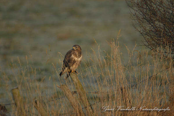 Buizerd8jpg