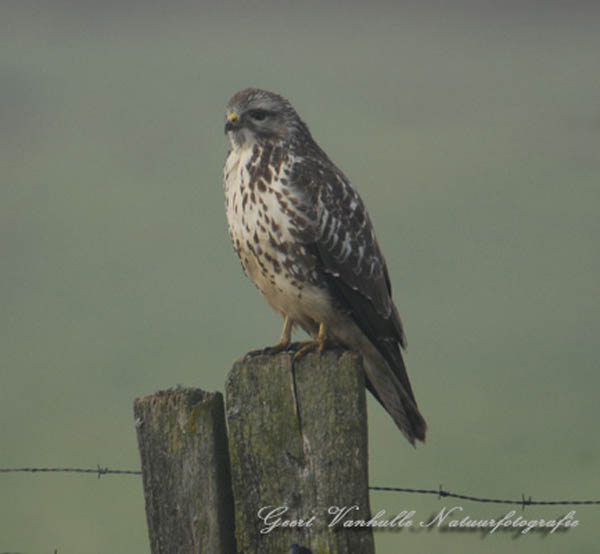 Buizerd9