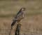 Buizerd14