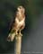 Buizerd2