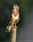 Buizerd2