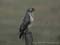 Buizerd6