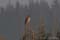Buizerd7