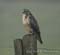 Buizerd9