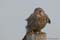 Torenvalk3