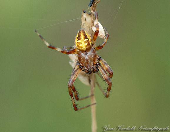 viervlekwielwebspin-male