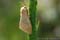 Hageheld