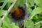 Rups Grote Beer