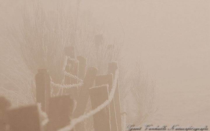 Mistig landschap