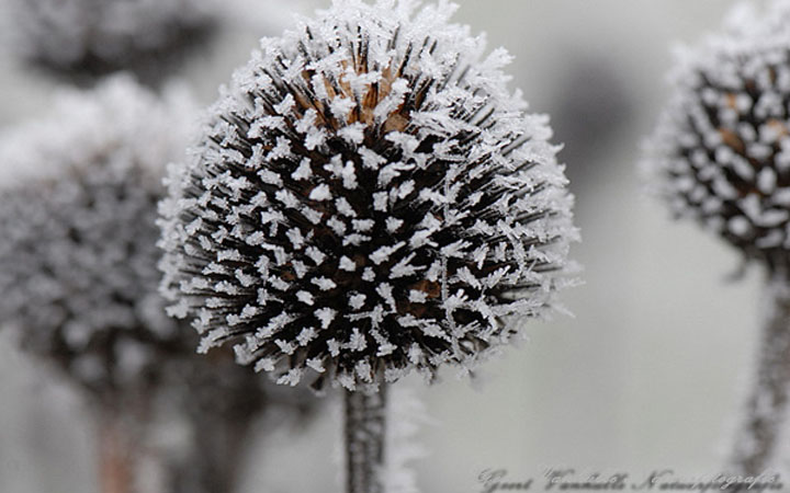 Rijm op echinacea