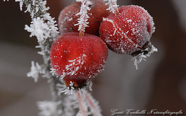 Sierappels