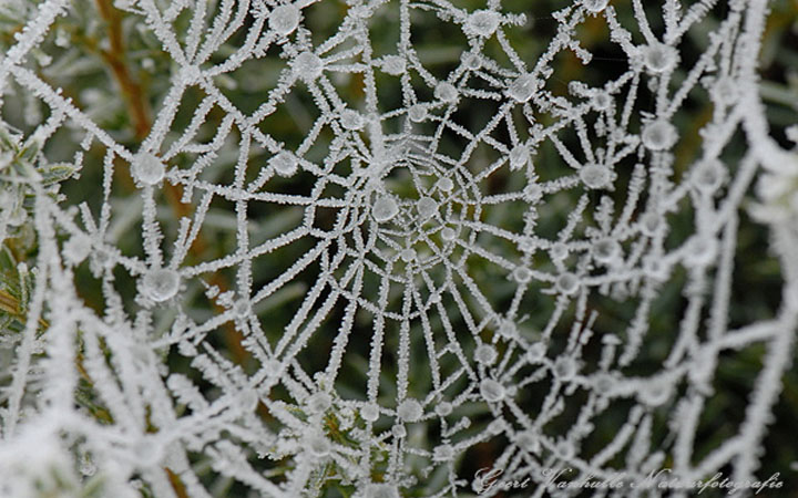 Spinneweb 2