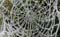 Spinneweb 2
