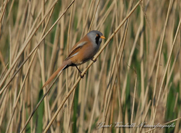 Baardmannetje