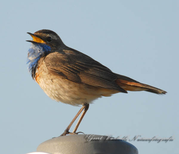 Blauwborst-3
