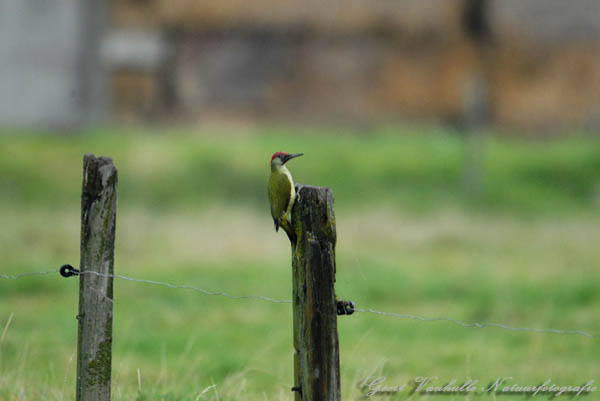 Groene-Specht