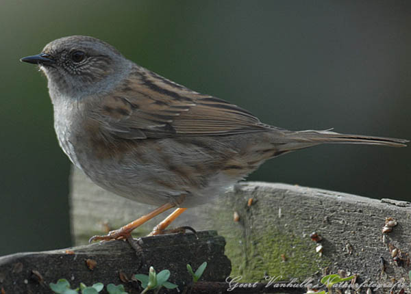 Heggenmus