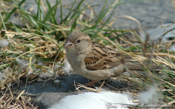 Huismus female