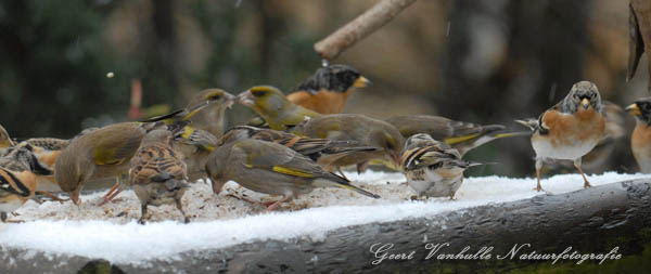 Voedertafel-winter