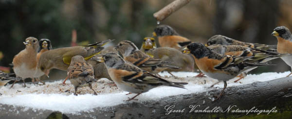 Voedertafel-winter2