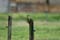 Groene-Specht