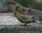 Groenling 2