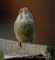 Groenling3