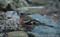Vink