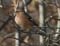 Vink2
