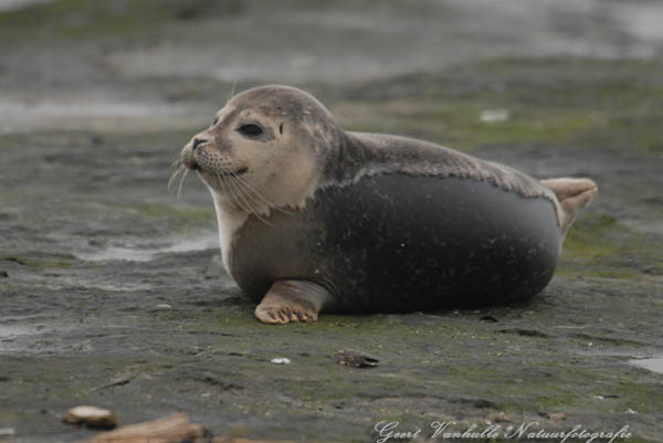 Zeehondje