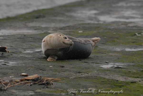 Zeehondje2
