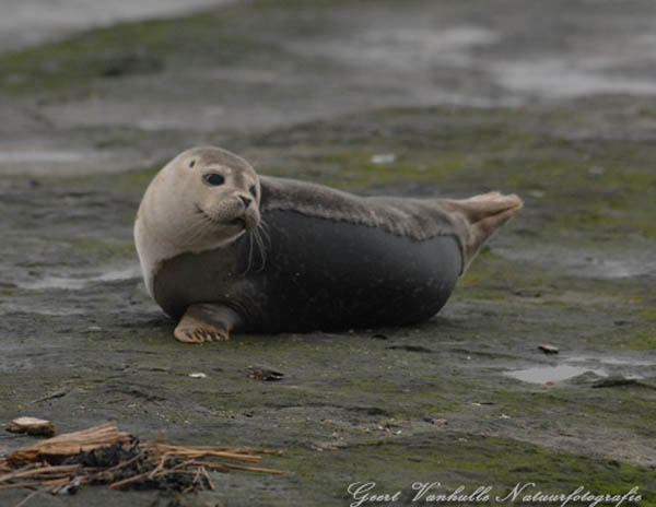 Zeehondje3