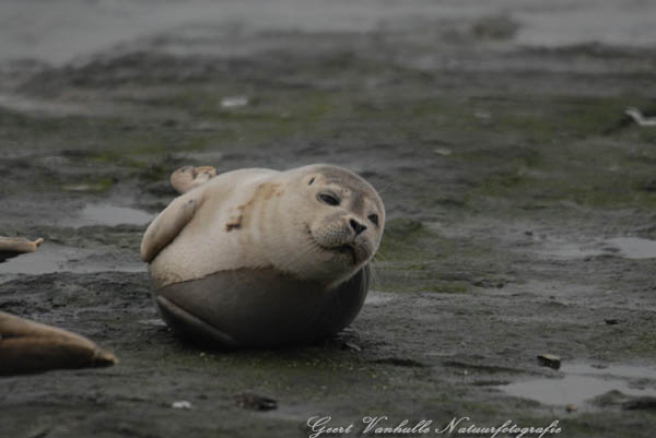 Zeehondje4