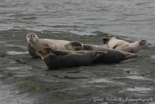 Zeehondjes