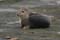 Zeehondje