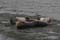 Zeehondjes-3
