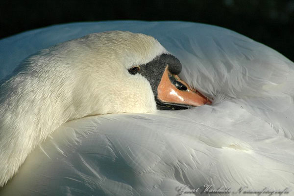sleeping-beauty