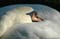 sleeping-beauty