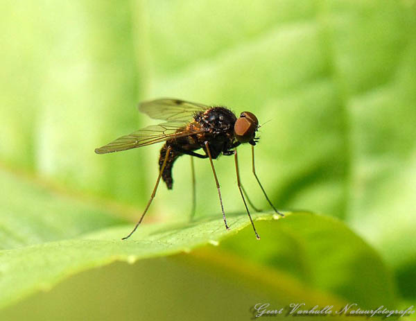 CHRYSOPHILUS-AURATUS