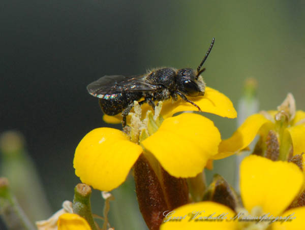 Ceratina spec.