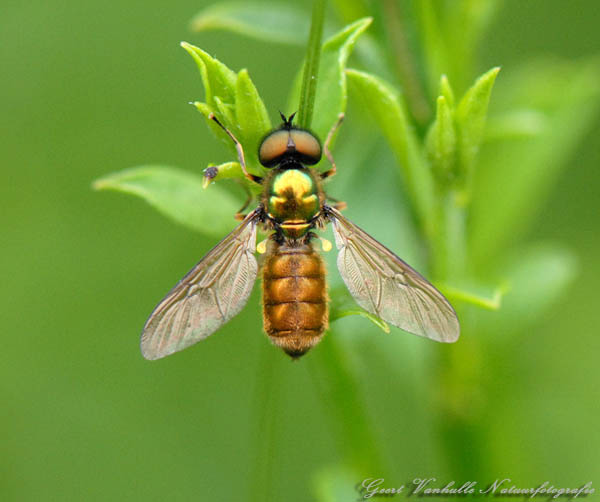 Chloromyia formosa ( Wapenvlieg )