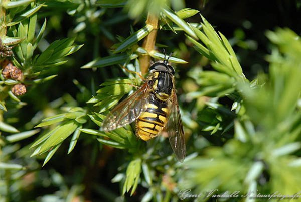 Chrysotoxum intermedium