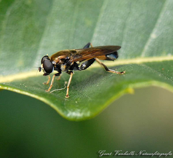 Gewone-rode-bladloper