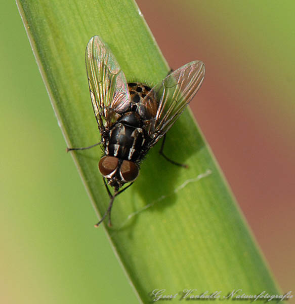 Graphomyia-Minor