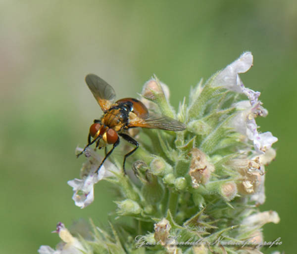 Gymnosoma-rotundatum.2jpg
