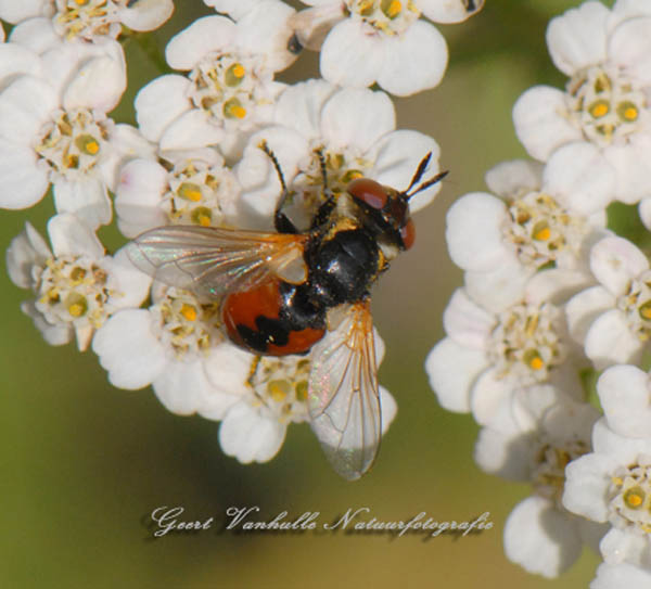 Gymnosoma-rotundatum