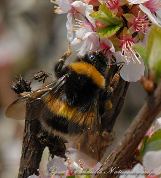 Hommel 3