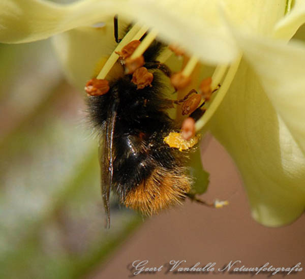 Hommel