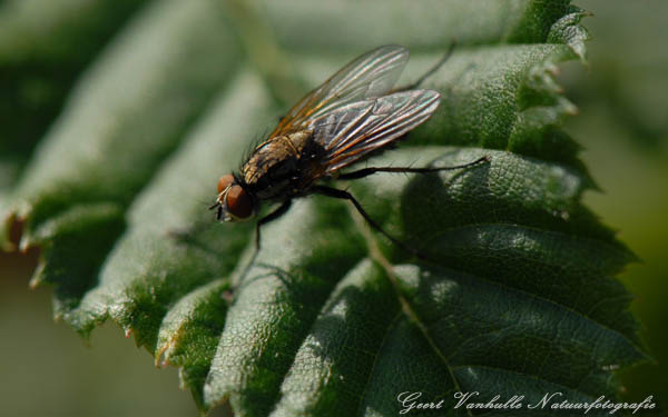 Mydeae scuttelaris